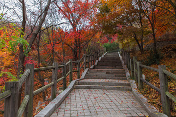 Fototapeta na wymiar road in Namsan Park in Seoul surrounded by red and yellow autumn trees