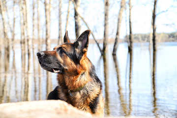 Dog German Shepherd in a water outdoors