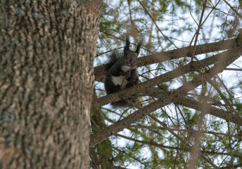 Squirrel in the winter forest. Selective focus.