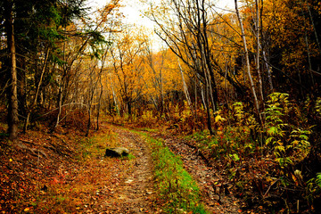 autumn in the forest