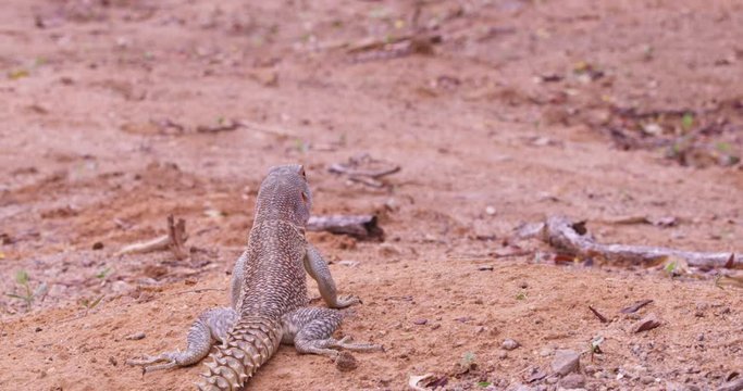 Desert lizard in dry ecosystem, close up