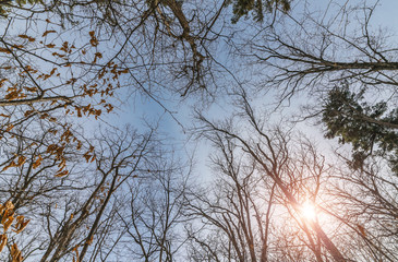 Fototapeta na wymiar Tree branch silhouette over blue sky background.