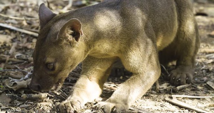 Close up, fossa in Madagascar
