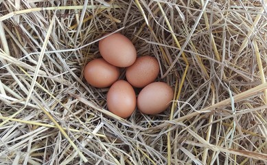 eggs put in the straw.