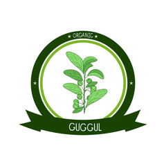 Guggul. Plant. Branch, leaves, fruit. Sketch. Color. On a white background. Logo, sticker, emblem