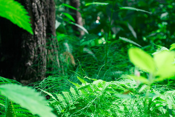 fern in forest