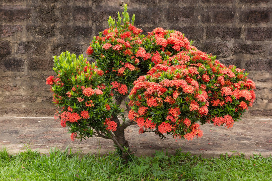 Red ixora flower in the garden