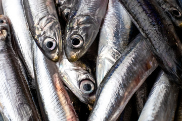 カタクチイワシ