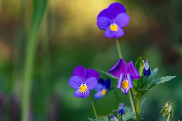 Summer blue flowers on the background of grass in pastel colors