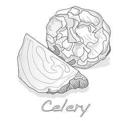 Celery monochrome vector illustration isolated on white backgrond.
