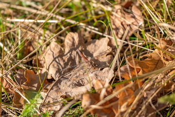 Dragonfly sitting on a dried leaf of oak