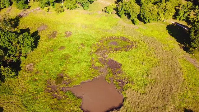 Forward view over a muddy pond in the woods