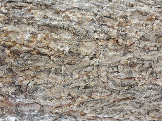 Wood tree texture background good use for any design you want