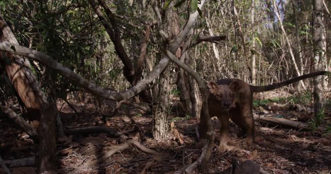 Wild fossa in dense forest, slow motion