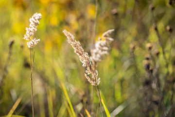 Ears of sedge on the background of grass close up
