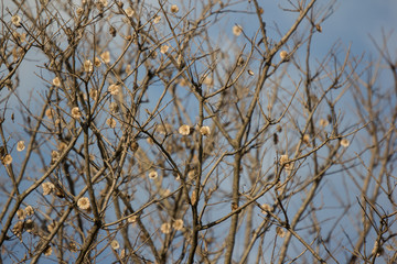 Brown dry leaf and flower of Burma padauk