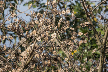 Brown dry leaf and flower of Burma padauk
