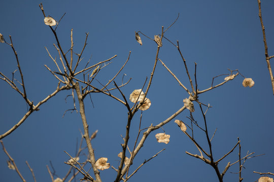 Brown dry leaf and flower of Burma padauk