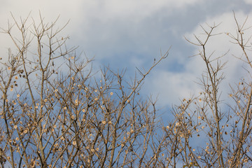 Brown dry leaf and flower of Burma padauk