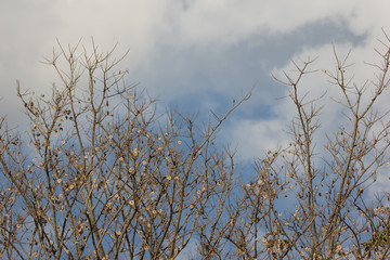 Brown dry leaf and flower of Burma padauk