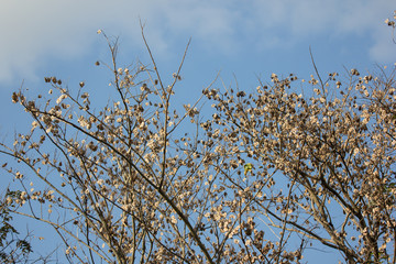 Brown dry leaf and flower of Burma padauk