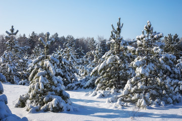 Majestic white spruces, covered with hoarfrost and snow, glowing by sunlight. Picturesque and gorgeous wintry scene.  Blue toning. Happy New Year! Beauty world.