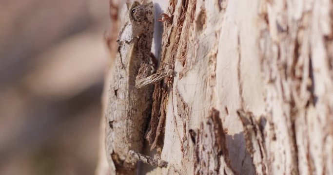 Camouflaged chameleon on tree, close up