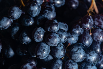 Blue grapes close up in the dark