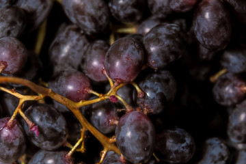 Blue grapes close up in the dark
