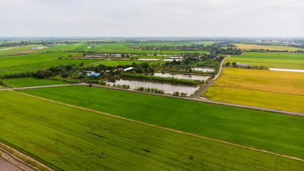 Aerial view of colorful in the rice field Agriculture background