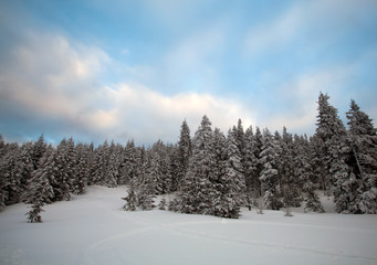 Snowy fir trees