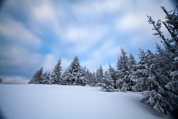 Snowy fir trees