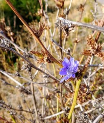 Blue chicory flower emerging from a mature stalk