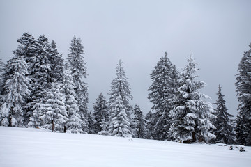 Snowy fir trees