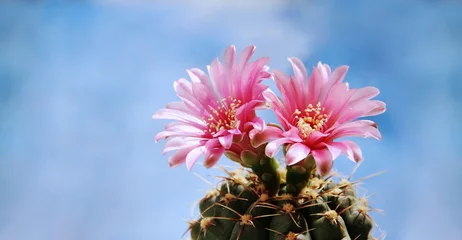 Foto op Canvas Bloemen van een cactus tegen de blauwe lucht © Natalya Chumak