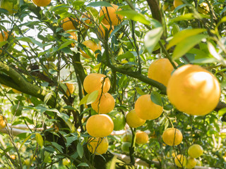 Orange orchard in northern Thailand