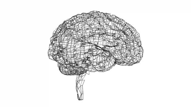 Digital lines create human brain shape