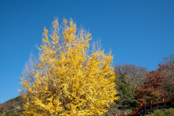 Fototapeta premium 佐賀県 祐徳稲荷神社の紅葉