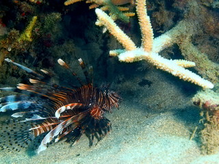 Scorpionfish