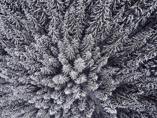 Winter Forest. Aerial View Of Of Snow Covered Pine Trees