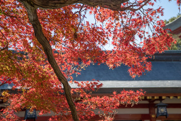 佐賀県 祐徳稲荷神社の紅葉 Wall Mural Wallpaper Murals Yoshihiro Okamoto