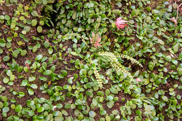 葉　素材　背景