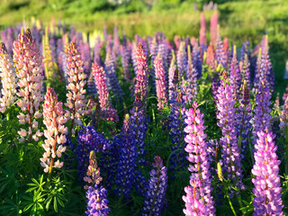 Beautiful lupin flowers in lake Tekapo pink purple white yellow blue color with turquoise blue water and mountain with snowy cap in New Zealand in spring time blur background wallpaper