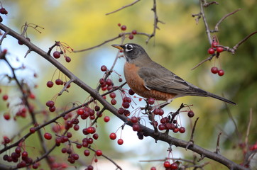 American Robin