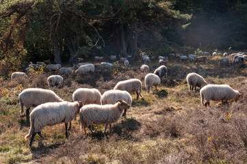 Fototapeta premium A herd of Haether Sheep grazing at the Drenthse AA area, near the Town of Zeegse, at the moorlands, in the North of the Netherlands. Image from a fall afternoon in 2018.