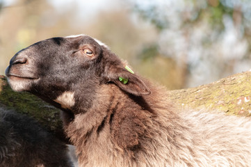 Fototapeta premium A herd of Haether Sheep grazing at the Drenthse AA area, near the Town of Zeegse, at the moorlands, in the North of the Netherlands. Image from a fall afternoon in 2018.