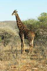 Giraffe