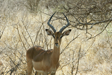 Impala