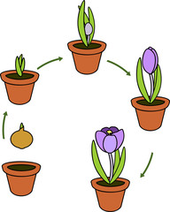 Crocus life cycle. Stages of growth from planting bulb in flowerpot to flowering plant