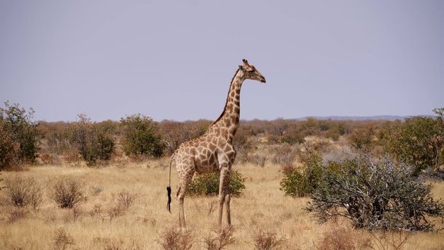 Giraffe roaming in Etosha National Park, Namibia